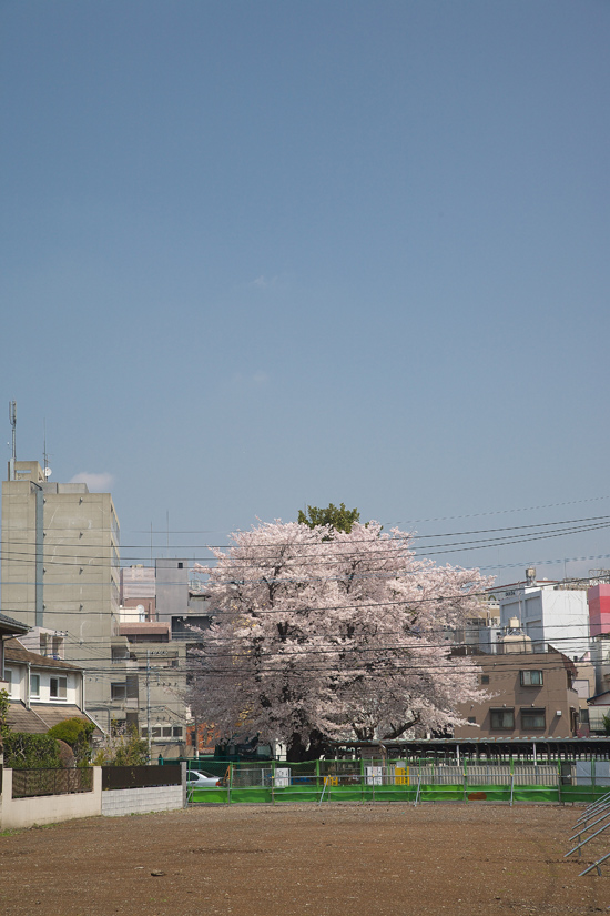 2008sakura_0790.jpg