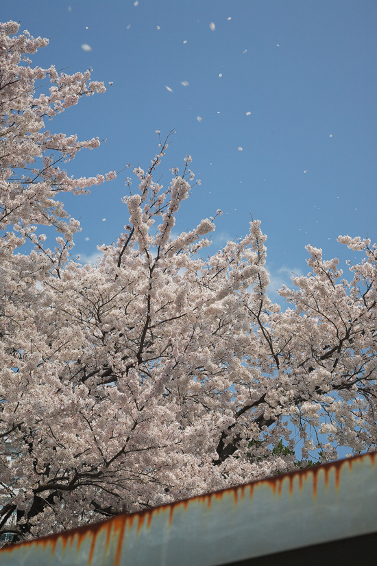2008sakura_0805.jpg