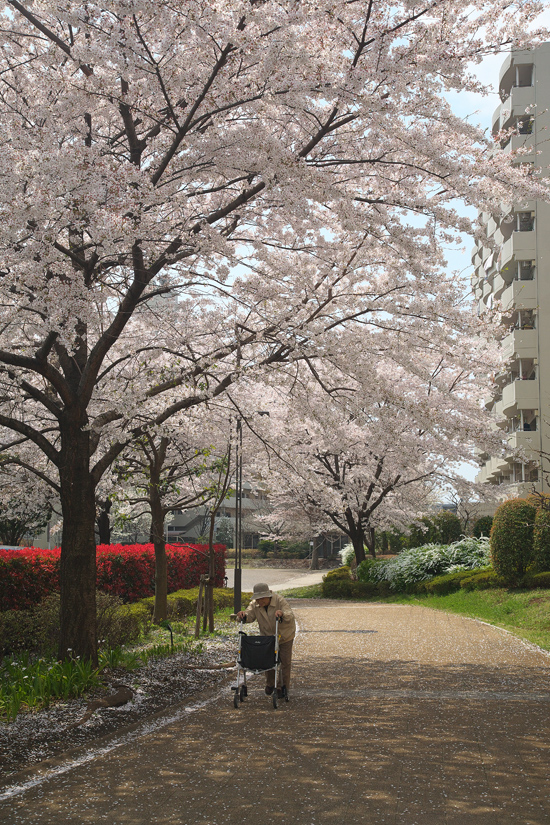2008sakura_0832.jpg
