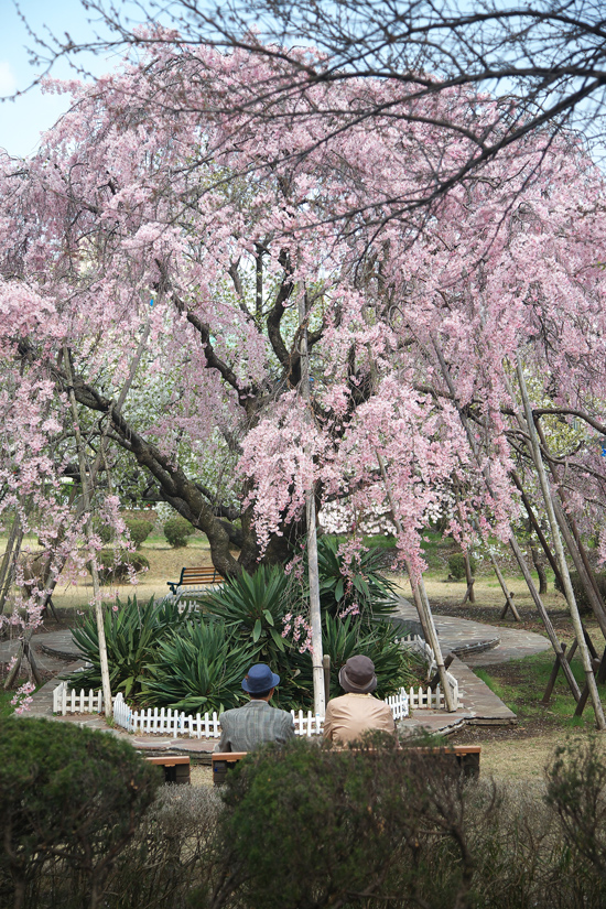 2008sakura_0933.jpg