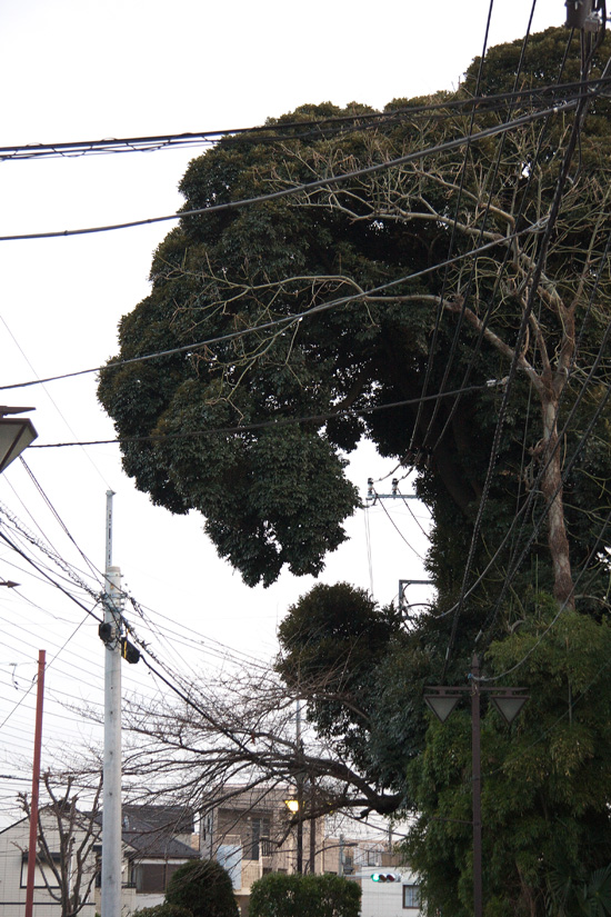 Godzilla_8985_WEB.jpg