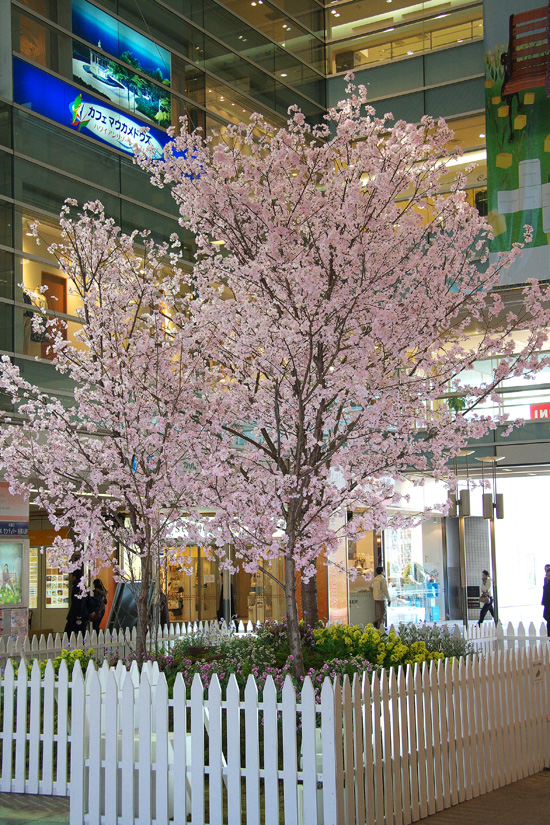 ohno2008eki_sakura01.jpg