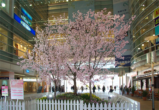 ohno2008eki_sakura02.jpg