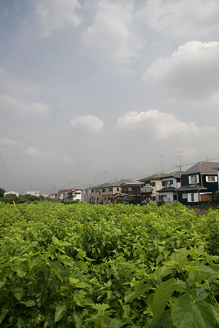 resort05.jpg