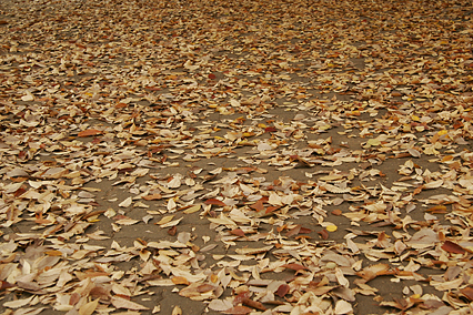 park_a01.jpg