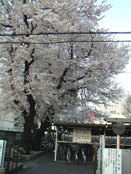 sakura0001.jpg