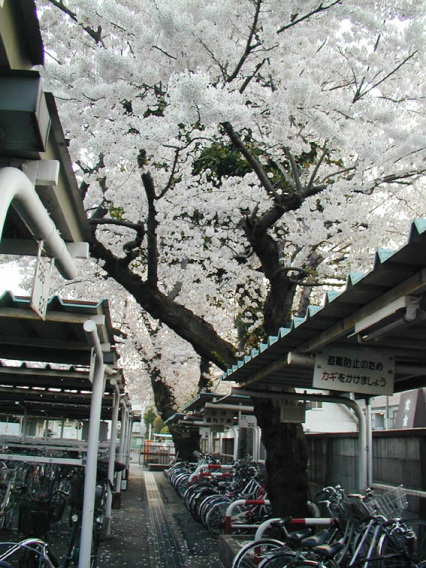sakura0002.jpg