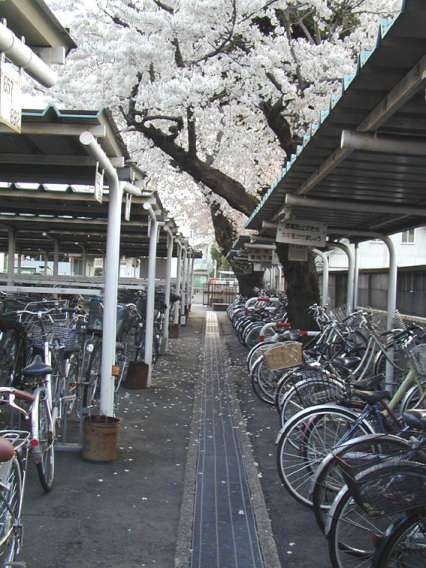 sakura0003.jpg