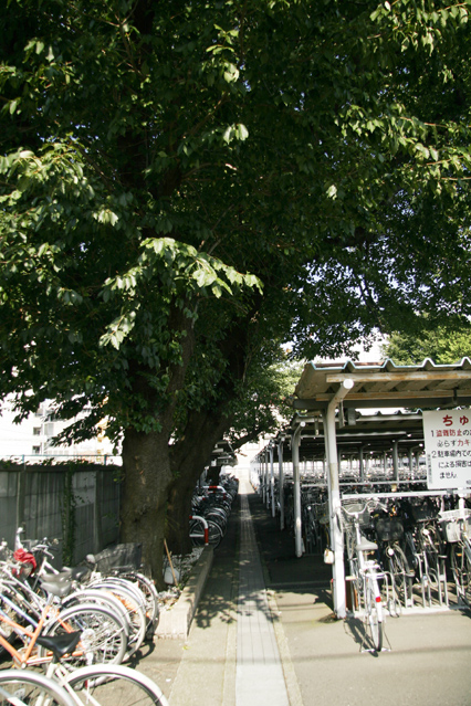 sakura_04.jpg
