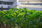 seityuji04.jpg
